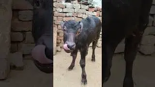 Bhains ka baccha😍🥰🐃