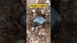 Team work 💪 #rock #teamwork #shortsviral #ytshort #ants #united #shortfeed