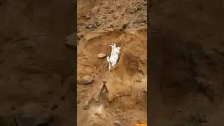#shortvideo #Leopard #Ibex #WildGoat #LeopardHunt #Hunting #goat #Chase #aigenerate
