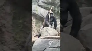 An 8 year old Gorilla with a found object.