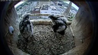June 7 2022 Ares does a chick check and gets Kara and Percy all wound up 326PM