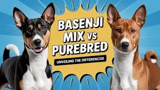 Basenji Mix vs Purebred: Unveiling the Differences!