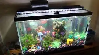 New 30 Gallon Fish Tank Setup