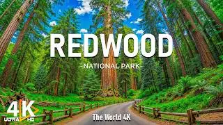 Redwood National Park 4K UHD | The World&rsquo;s Tallest Trees, Ancient Forests & Epic Scale