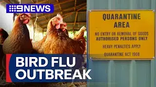 Three farms under lockdown after bird flu detected in Sydney | 9 News Australia