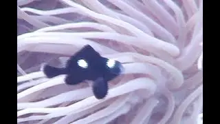 みつぼしくろすずめ　Three-spot humbug　三斑圓雀鯛