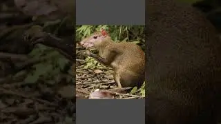 Rodent food mammal #animal #shorts  #rodent #food