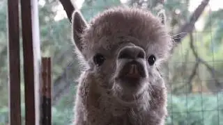 ALPACAS ARE VERY COOL