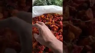 King Chillies