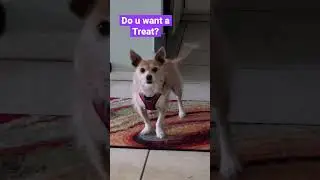 Dog Communication, Rosie Posie ep. 3, Yes! That&rsquo;s what I want & I&rsquo;m really excited🐕❤️ #doglovers