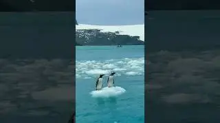 பென்குவின் பற்றிய சுவாரஸ்யம் 🐧 |fact about penguin | Tamil |#shorts #trending #youtubeshorts