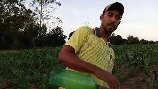 Adubação em milho manual.