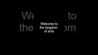 The ant kingdom