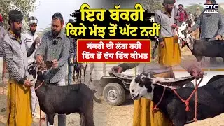 ਇਹ ਬੱਕਰੀ ਕਿਸੇ ਮੱਝ ਤੋਂ ਘੱਟ ਨਹੀਂ , ਬੱਕਰੀ ਦੀ ਲੱਗ ਰਹੀ ਇੱਕ ਤੋਂ ਵੱਧ ਇੱਕ ਕੀਮਤ | Goat | Punjab News