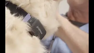 PetPace Collar