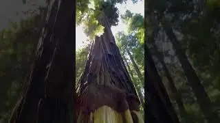 A 4/5ths girdled tree. The bark was taken for an exhibition a hundred years ago but it&rsquo;s still alive