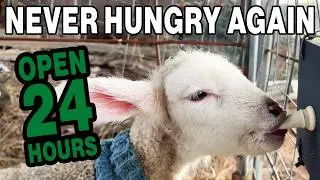 Automatic Lamb Feeding System, Warm Milk 24/7 With HeatWave