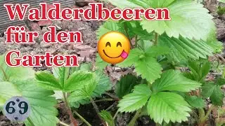 Walderdbeeren  im eigenen Garten | Der perfekte Bodendecker und immer was zu naschen 😋