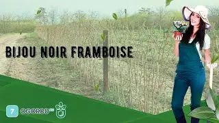 Bijou noir framboise