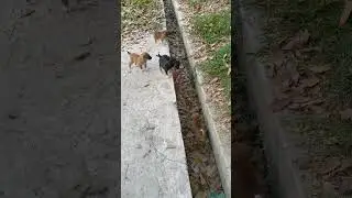 Motherless puppies #shorts