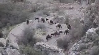 Grand Canyon Mule Pack Train