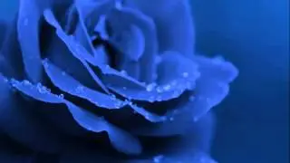 Muhamed Sofić - Ne čekaj me, niti sanjaj