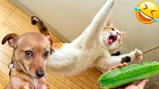 ULTIMATE Cat and Dog Videos 2025  | FUNNIEST Pets