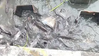 Feeding Catfish in the Chao Phraya River, Bangkok