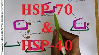 24. HSP-70 & HSP-40 Chaperone | Protein Folding | MBBS NEET CSIR NET