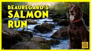Carkeek Salmon Run | Salmon Return to Seattle