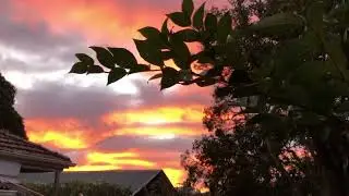 UFO Busters That&rsquo;s no birds Flying Feathers 04-June 2022 Sydney Australia 🇦🇺