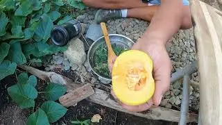 Bears Garden Adventure ep28. Cooking sweet potato leaves.....