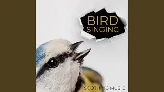 Calming Bird Song