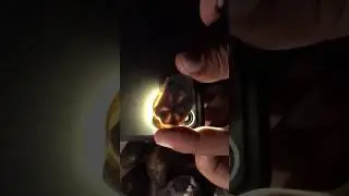 Wow 🤩 found an Trapiche Sapphire while sorting stones in dark light #shorts #youtubeshorts