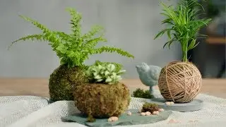《焰火花园》33 绿植新玩法！教你做最文艺的球状“苔玉”，变身日本园艺大师