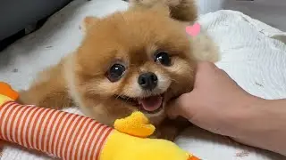 자신을 데려와 준 오빠만 보면 우다다 달려가는 송이