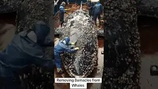 Releasing These Whales of their Burden, Barnacle Removing #barnacles #whale #shorts #reels