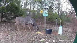 Deer and Rooster. Jan.15,2026.