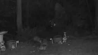 ASMR POST ICE STORM WOODS ANIMALS NIGHTVISION