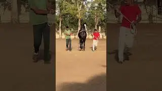 Marwari stallion Kaal at Shaurya Stud Farm - Kalol, Ahmedabad