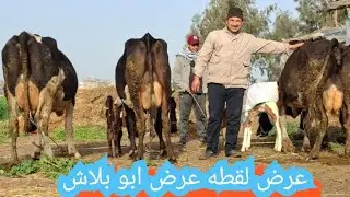 #انهيار#اسعار#البقر #الوالد #واللبن# الفريش # من #داخل #مزرعه #اولاد الحاج محمد خميس 