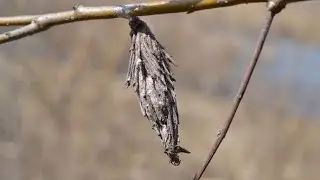 ÀRÍGIṢẸ́GI (BAGWORM MOTH) DOCUMENTARY