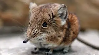 Elephant Shrews | Quirky and Unbelievable Facts |