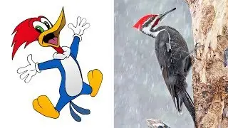 Woody Woodpecker Characters In Real Life | All Characters 2017