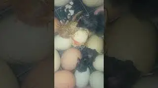 цыпленок пожирает собрата #funny #crazy #lindo #инкубатор #цыплята #куры