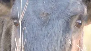 Through the Eyes of a Wildbeest - Pilanesberg National Park