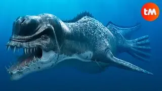 The Evolution of the Whales