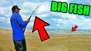 Sharks and A BIG Redfish from the Beach | DOUBLED UP!