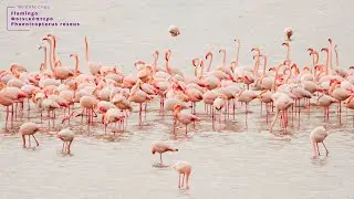 Great Flamingo in Kerkini Lake! #shorts #wildlife #flamingo #kerkini #photographyworkshop