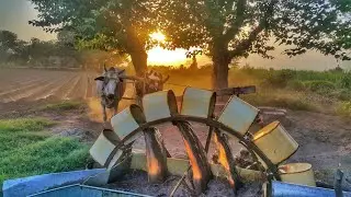 Rahat Water Wheel Irrigation System | Traditional Old Method of Irrigation
